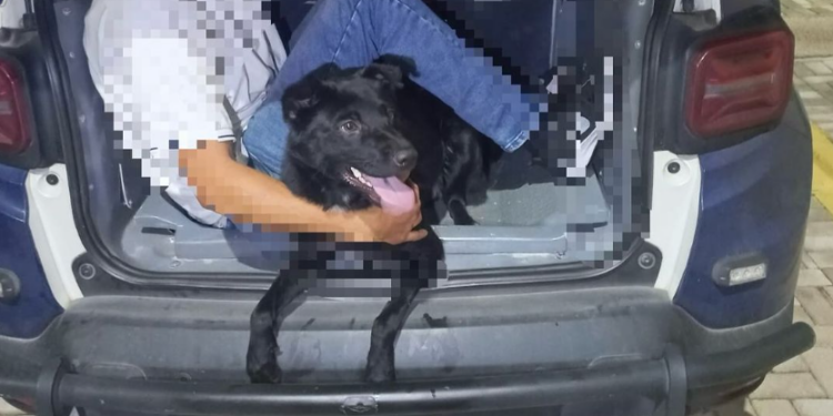 Homem é preso ao ser flagrado abandonando cão na RMC; cachorro está disponível para adoção
