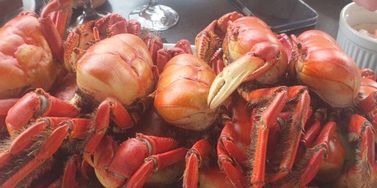 Festival do caranguejo mobiliza turistas em Pontal do Paraná a partir desta sexta-feira