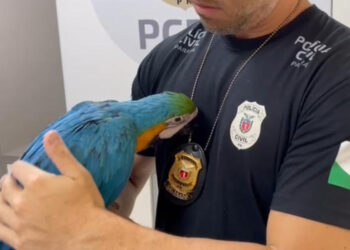 PCPR prende homem acusado por tráfico de animais silvestres e resgata arara