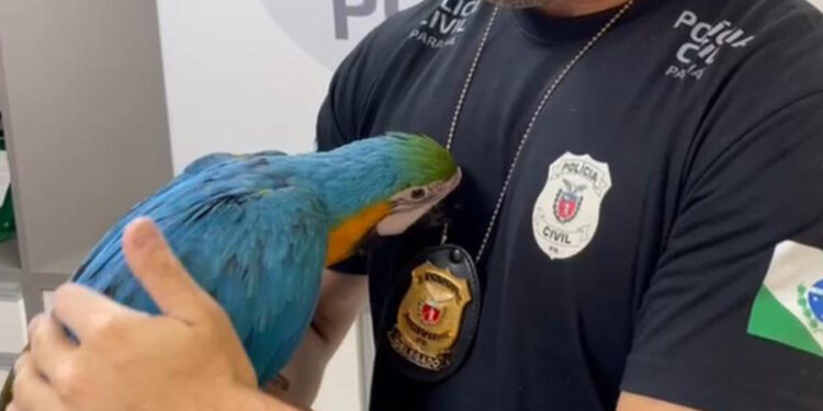 PCPR prende homem acusado por tráfico de animais silvestres e resgata arara