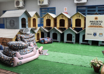 Detentos fazem 100 casinhas para cães resgatados das ruas