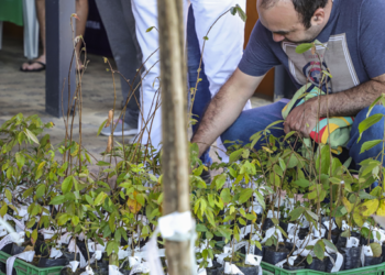 Mudas de ipês e de árvores frutíferas serão distribuídas gratuitamente pela Prefeitura de Curitiba