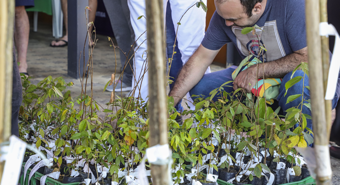 Mudas de ipês e de árvores frutíferas serão distribuídas gratuitamente pela Prefeitura de Curitiba