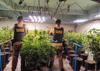 PM vai verificar denúncia de estelionato e encontra estufa de maconha