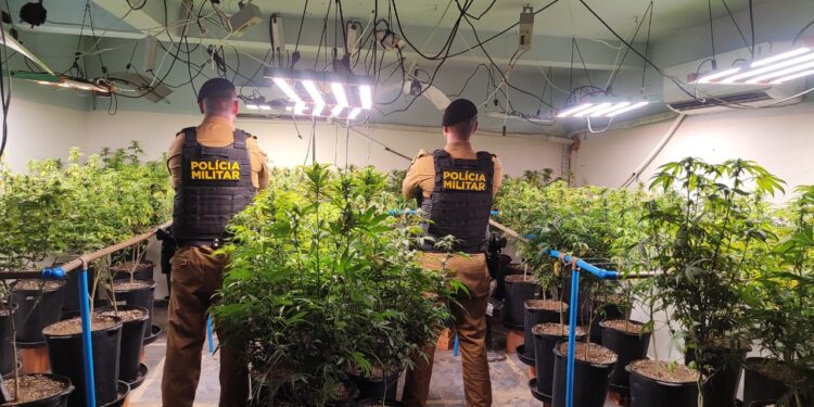 PM vai verificar denúncia de estelionato e encontra estufa de maconha