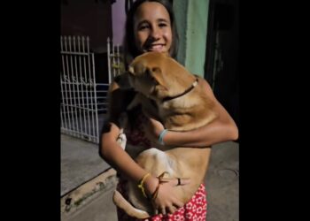 Após 1 mês perdido, cão volta para casa em reencontro emocionante em Curitiba, veja o vídeo