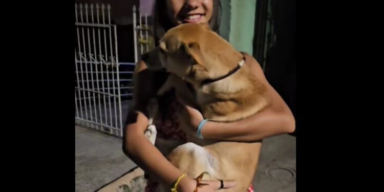 Após 1 mês perdido, cão volta para casa em reencontro emocionante em Curitiba, veja o vídeo