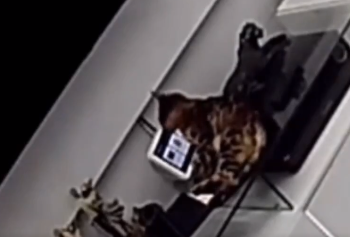 Gato compra tábua de carne de quase 300 reais e dono envia vídeo pra Amazon para provar