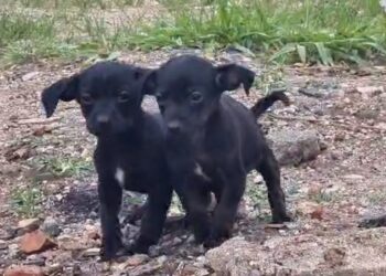 Mulher que abandonou filhotes em entulhos é identificada e presa em flagrante