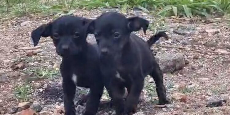 Mulher que abandonou filhotes em entulhos é identificada e presa em flagrante