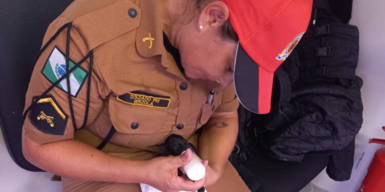 Polícia Rodoviária resgata 5 filhotes abandonados às margens de rodovia no litoral do Paraná, veja o vídeo
