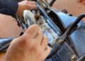 PRF encontra moto recheada de haxixe e motociclista é preso, veja o vídeo