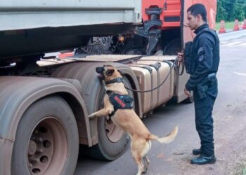 Vinte cães policiais reforçam operações da Polícia Penal do Paraná