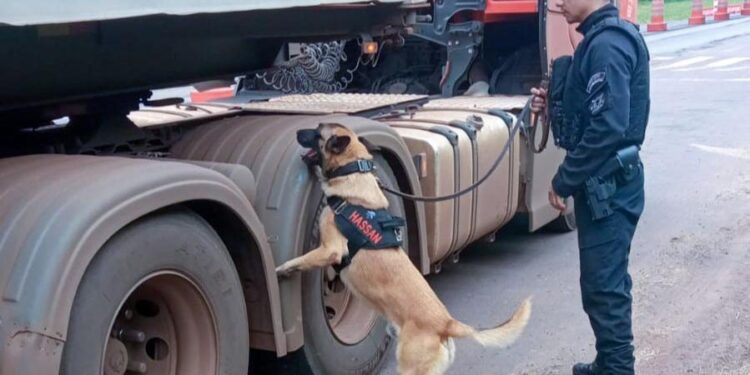 Vinte cães policiais reforçam operações da Polícia Penal do Paraná