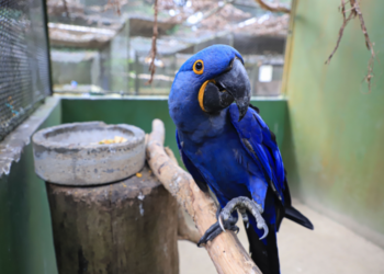 Filhotes de araras azuis e vermelhas deixam Zoológico de Curitiba mais colorido e com novos sons