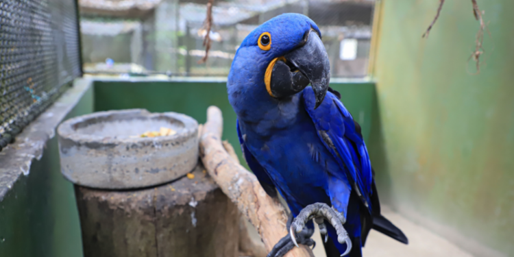 Filhotes de araras azuis e vermelhas deixam Zoológico de Curitiba mais colorido e com novos sons