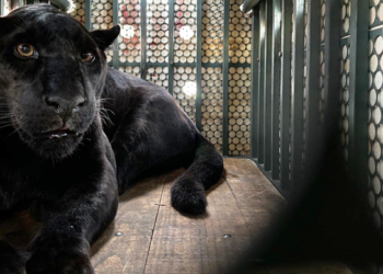 Zoológico de Curitiba abriga um dos últimos exemplares de onça de pelagem negra da Mata Atlântica