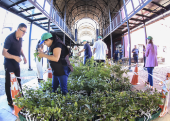 Prefeitura distribui 10 mil mudas gratuitas de árvores para comemorar 331 anos de Curitiba