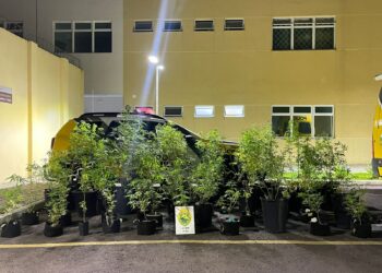 PM vai verificar situação de violência doméstica e encontra plantação de maconha na região metropolitana de Curitiba