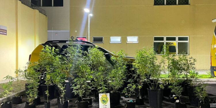PM vai verificar situação de violência doméstica e encontra plantação de maconha na região metropolitana de Curitiba