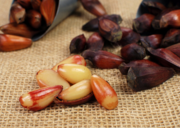 Fim da contagem regressiva: temporada do pinhão começa dia 1º de abril no Paraná