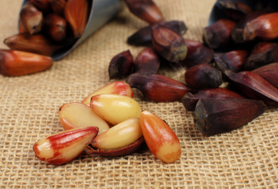 Fim da contagem regressiva: temporada do pinhão começa dia 1º de abril no Paraná