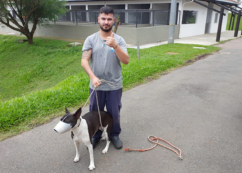 Cachorra usada para ameaçar vítimas em assaltos é levada para o Crar e irá para adoção em Curitiba