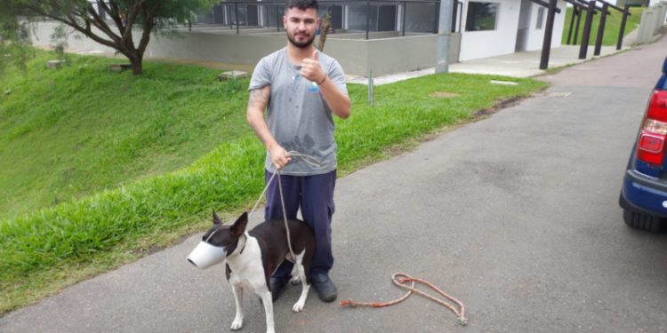 Cachorra usada para ameaçar vítimas em assaltos é levada para o Crar e irá para adoção em Curitiba