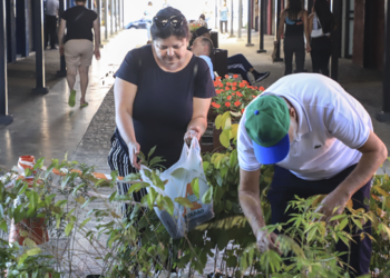 Na semana do aniversário do Descobrimento, Prefeitura de Curitiba distribui mudas de pau-brasil