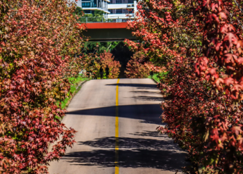 Cor começa a mudar na “Rua do Outono” e Prefeitura de Curitiba pede cuidado à população que for fazer fotos e vídeos no local