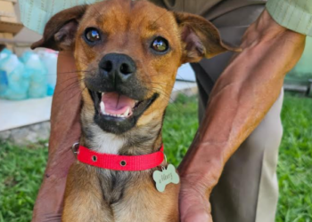 Projeto de conscientização distribui coleiras com plaquinha de identificação para pets