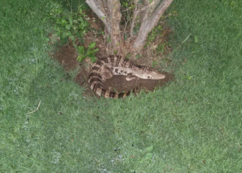 Bombeiros são acionados para recolher jacaré e descobrem que animal era de plástico; Veja o vídeo