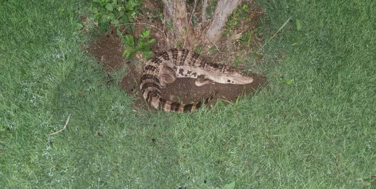 Bombeiros são acionados para recolher jacaré e descobrem que animal era de plástico; Veja o vídeo