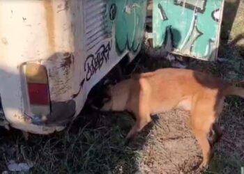 Cão farejador encontra droga escondida em kombi no Parolin, veja o vídeo