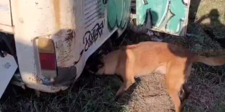 Cão farejador encontra droga escondida em kombi no Parolin, veja o vídeo