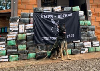 Cão farejador Logan auxilia PM a encontrar mais um carregamento de maconha prensada com 1,5 tonelada