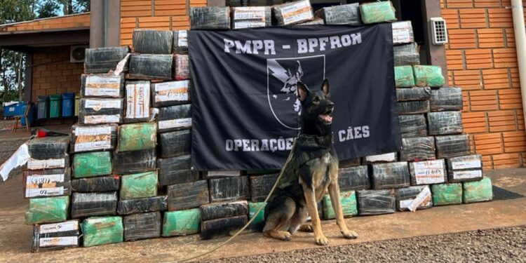 Cão farejador Logan auxilia PM a encontrar mais um carregamento de maconha prensada com 1,5 tonelada