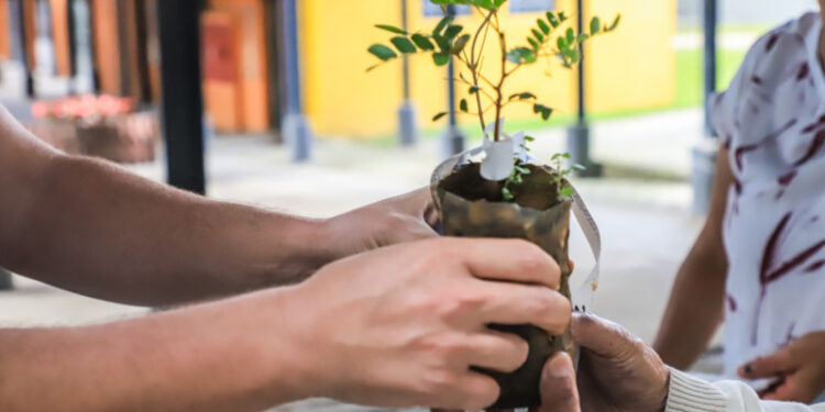 Prefeitura de Curitiba vai distribuir gratuitamente mudas da árvore do outono nas Ruas da Cidadania. Saiba quando pegar a sua
