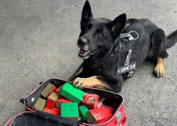 Cão farejador Caboclo encontra mais uma mala recheada de maconha prensada na Rodoferroviária, veja o vídeo