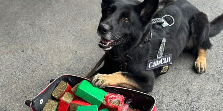 Cão farejador Caboclo encontra mais uma mala recheada de maconha prensada na Rodoferroviária, veja o vídeo