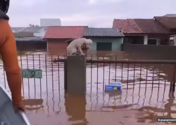 Pelo menos 3,5 mil animais ilhados pela chuva foram resgatados no RS