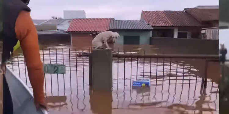 Pelo menos 3,5 mil animais ilhados pela chuva foram resgatados no RS
