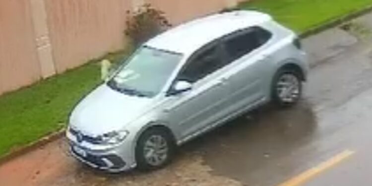 Câmeras flagram gatinho sendo abandonado dentro de saco na RMC, veja o vídeo