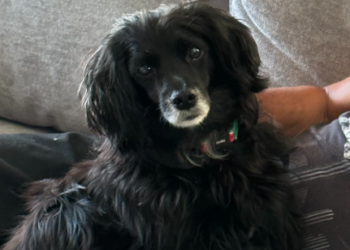 Cão Bob que estava desaparecido em Curitiba é localizado