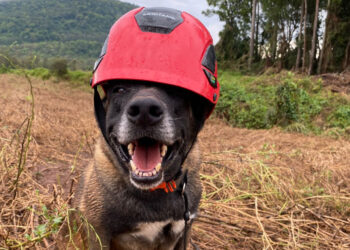 Paraná sedia pela 1ª vez Certificação Nacional de Cães de Busca e Resgate