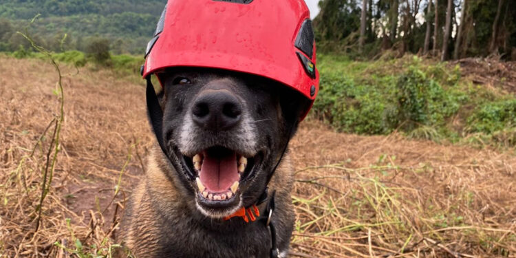 Paraná sedia pela 1ª vez Certificação Nacional de Cães de Busca e Resgate