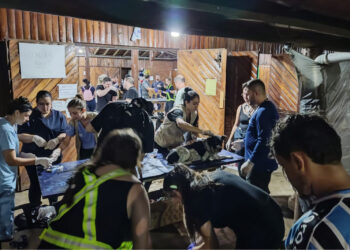 Paranaenses atendem mais de mil animais resgatados em hospital veterinário no RS