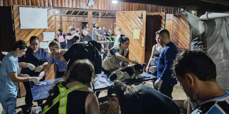 Paranaenses atendem mais de mil animais resgatados em hospital veterinário no RS
