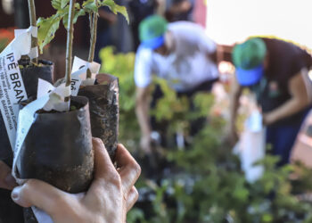 Dia do Meio Ambiente em Curitiba será marcado pela entrega de 10 mil mudas de árvores. Veja onde pegar a sua
