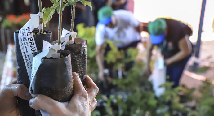 Dia do Meio Ambiente em Curitiba será marcado pela entrega de 10 mil mudas de árvores. Veja onde pegar a sua